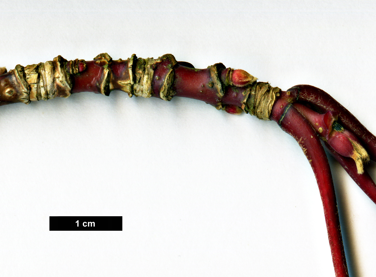 High resolution image: Family: Sapindaceae - Genus: Acer - Taxon: caudatum - SpeciesSub: var. georgei